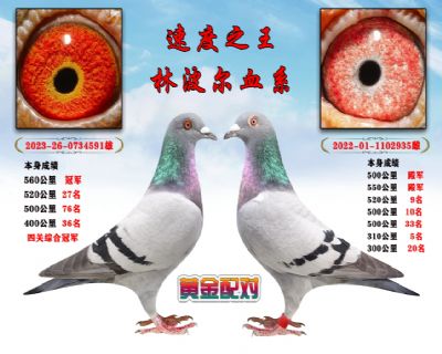 ֲ