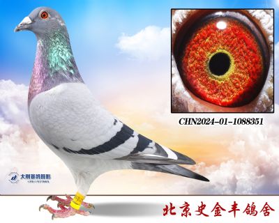 Ӣ˹178׽Ѫ