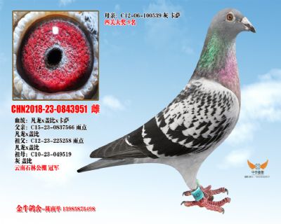 CHN2018-23-0843951 
