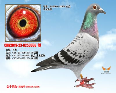 CHN2019-23-0253666 