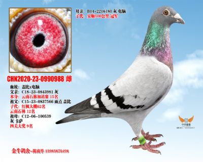 CHN2020-23-0990988 