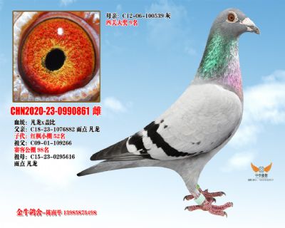 CHN2020-23-0990861 