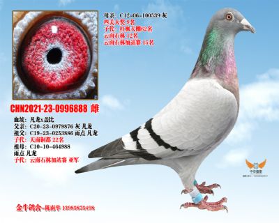 CHN2021-23-0996888 