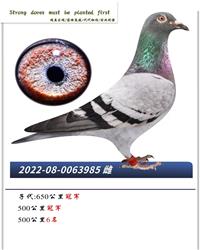 Ӵ