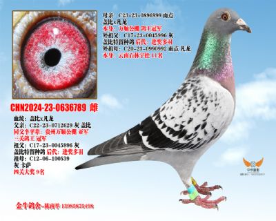 �Ǳ��䷲��