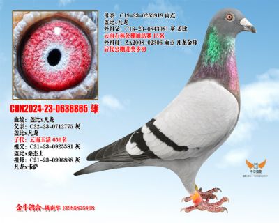CHN2024-23-0636865 