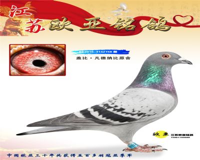 WN3-6-BE2016-3142156.jpg_