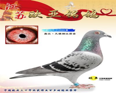 WN3-4-BE2016-3142069.jpg_