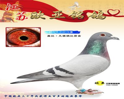 WN3-10-BE2016-3142178.jpg_