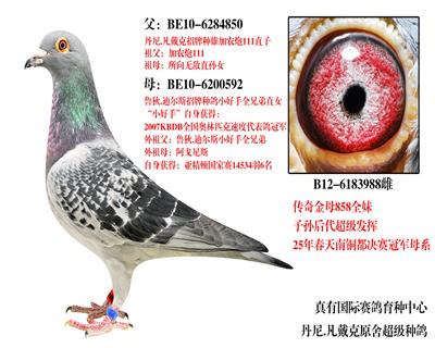 ĸ858ȫ