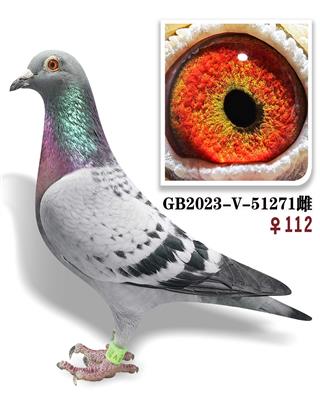 ��ѿ���271