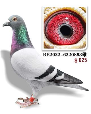 �ƽ𼪲���ֱ��893