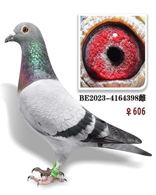 ܸ׵Ͻ398
