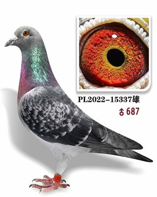 һֱ