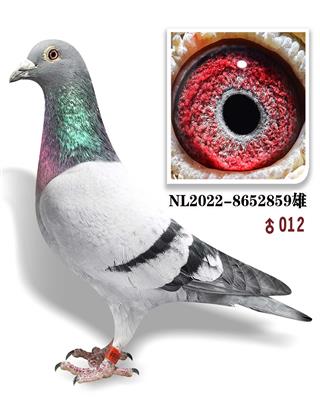 ѩ