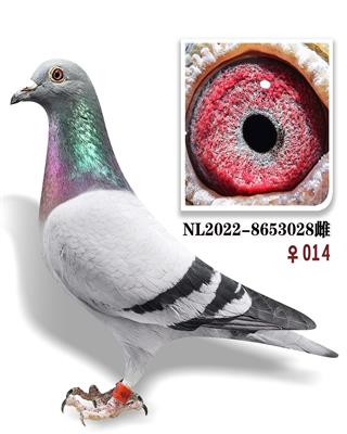 ѩ򡤹ھƻ