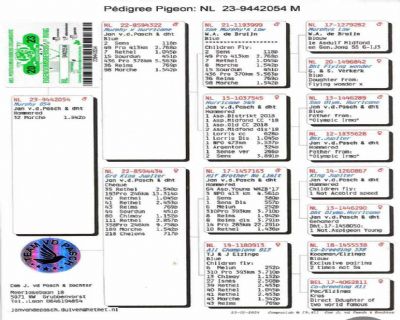 Ѫ�y(t��ng)��
