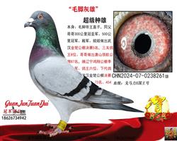 ����һë�Ż���