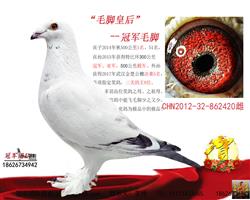 ĸ��һë�Żʺ�