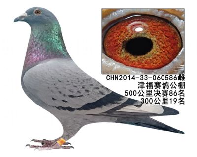 �򸣹������86��