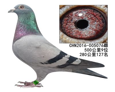 500����9����ĸ