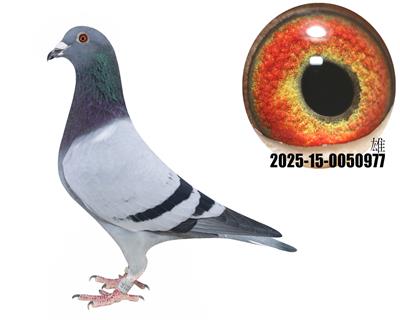 ¹ţֱӴţ280ֱŮ977