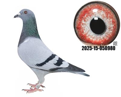 ţͷֱӴţ280ֱŮ80