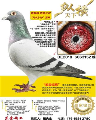 ��˹��.�����߶� �ж�240 ֱ��