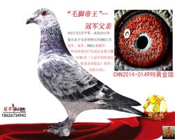 �Ƹ븸��һë�ŵ���