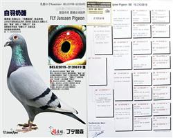 ��ĸ����