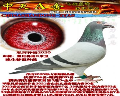 �Ǳ�ֱ��2020