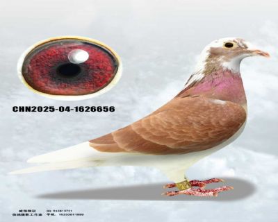 mmexport1762481298410