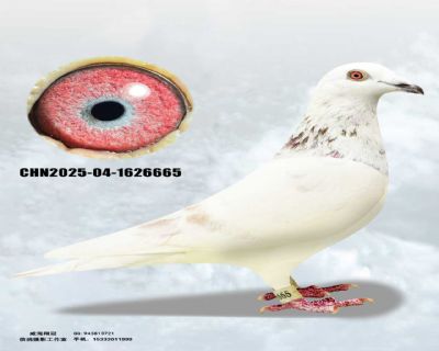 mmexport1762384721325