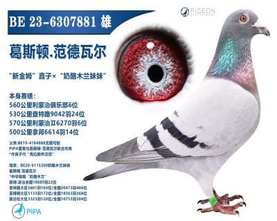 ���������ָ�߼�����