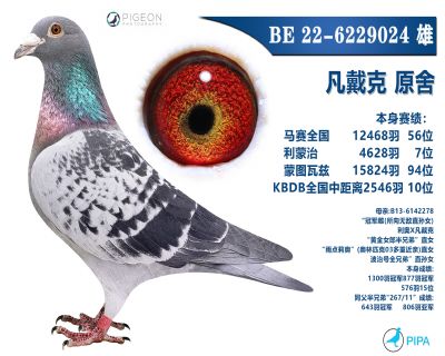 ���������ָ�߼�����