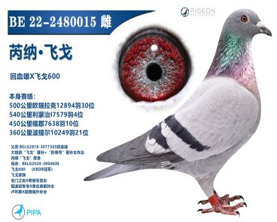 ���������ָ�߼�����