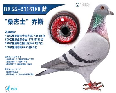 ���������ָ�߼�����