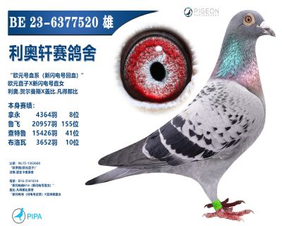 ���������ָ�߼�����