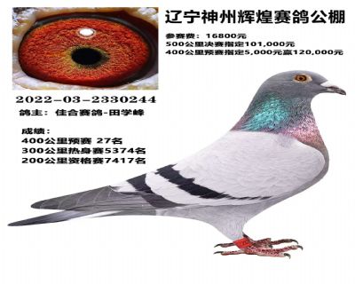 ���������ָ�߼�����