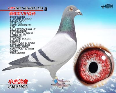 ������VIPֱ�O