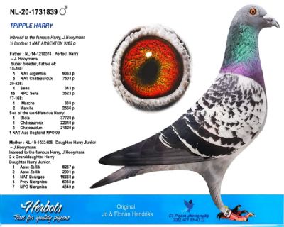 ����ֱ��