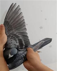 ���Ӱ���