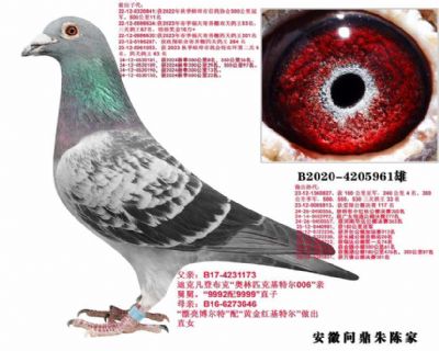 ���ǲ��ˆ���961