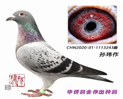 ������ղɭϵ�����ָ�1113243��