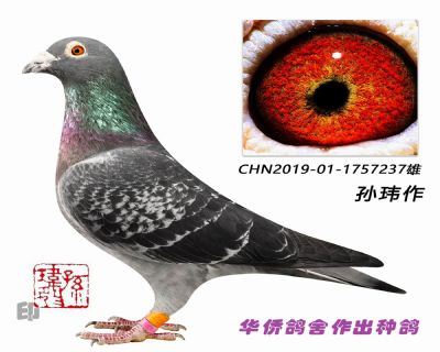 ղɭ019ϵ��Ѫ�ָ�-1757237��