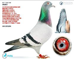 �� ��  �ƽ����