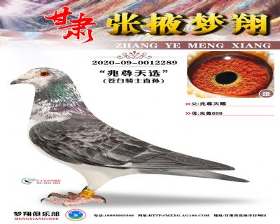 ������ѡ