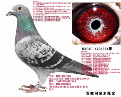 ���ǲ����ʶ�961