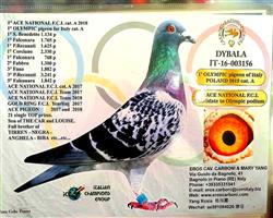 �� ����ƥ�˵ϰ���