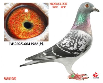 KBDB�����ھ������ء�ֱŮ